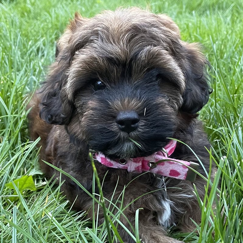 A fluffy brown puppy lying in the grass